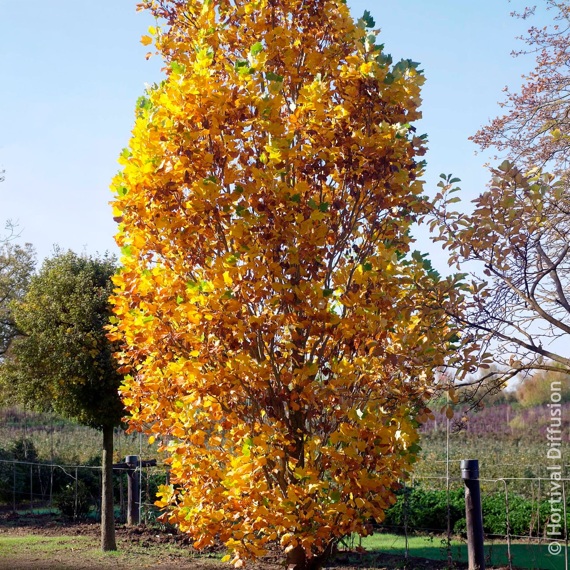 Arbres fleuris - Tulipier de Virginie Fastigiatum - Liriodendron tulipifera Fastigiatum