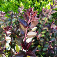 Chèvrefeuille grimpant - Chèvrefeuille arbustif Purple Storm - Lonicera nitida Garden Clouds Purple Storm