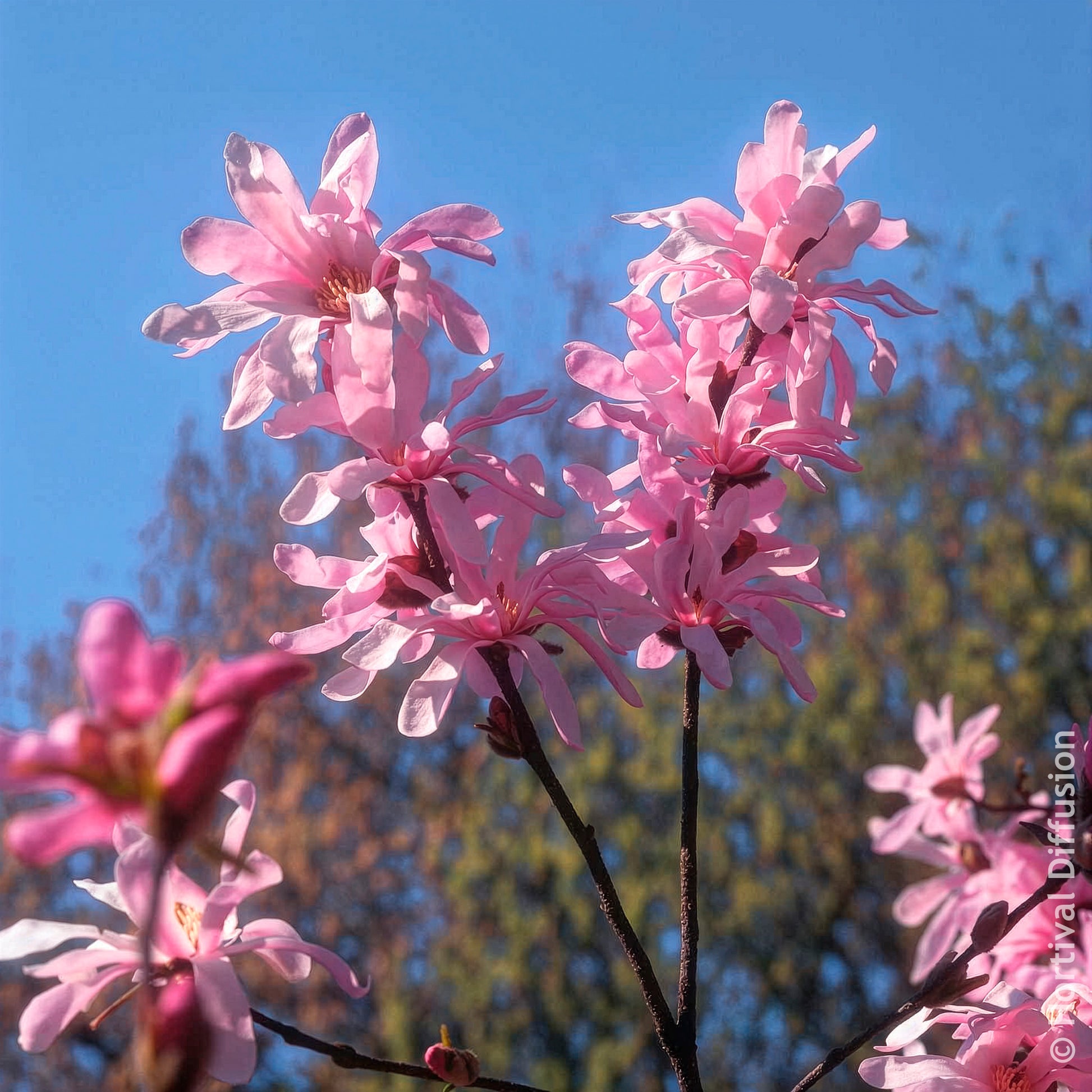 Vente Magnolia Leonard Messel