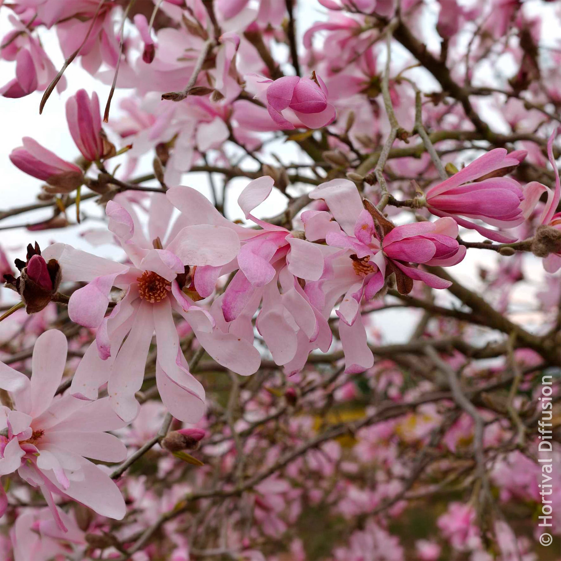 Magnolia Leonard Messel - Magnolia - Bakker