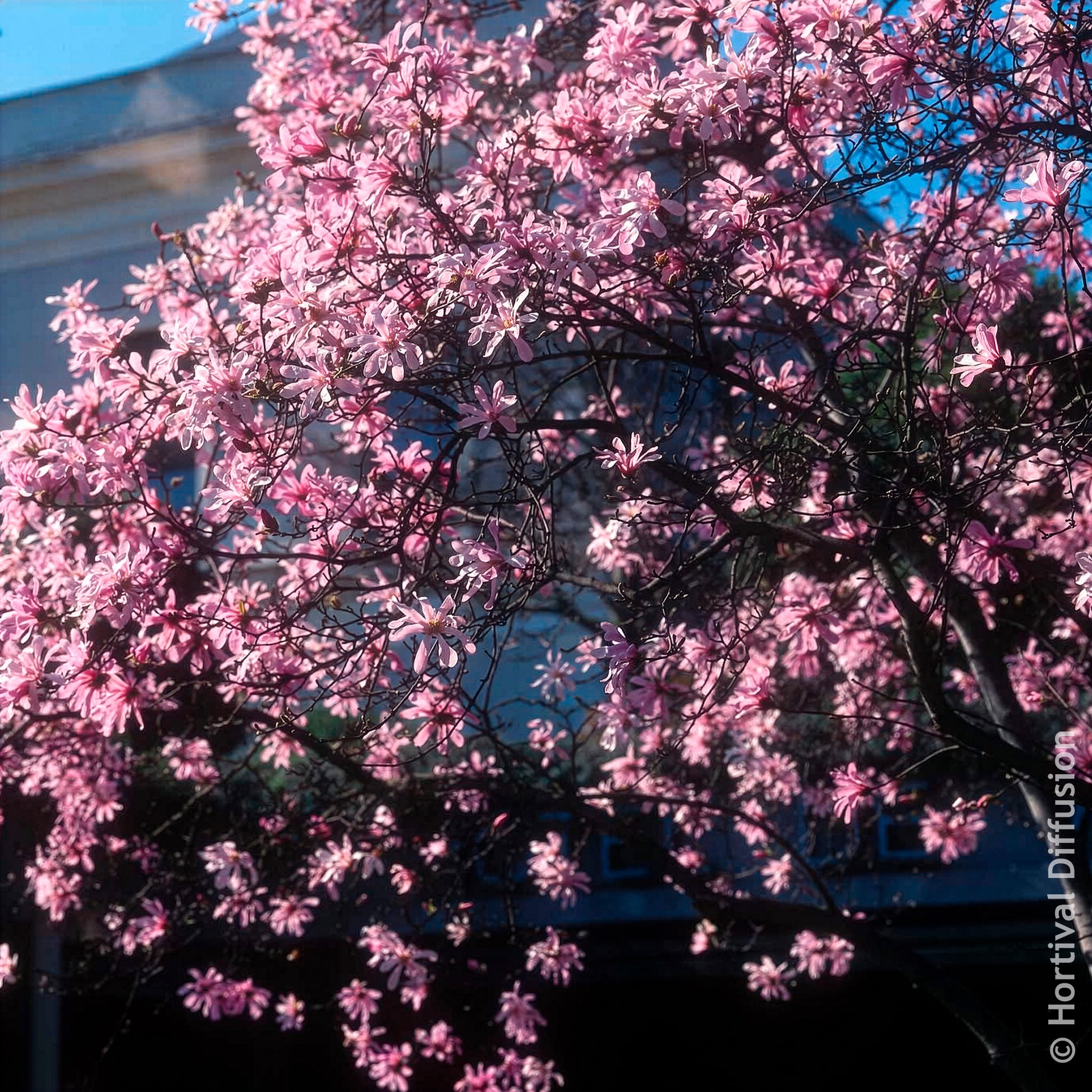 Vente Magnolia Leonard Messel - Magnolia