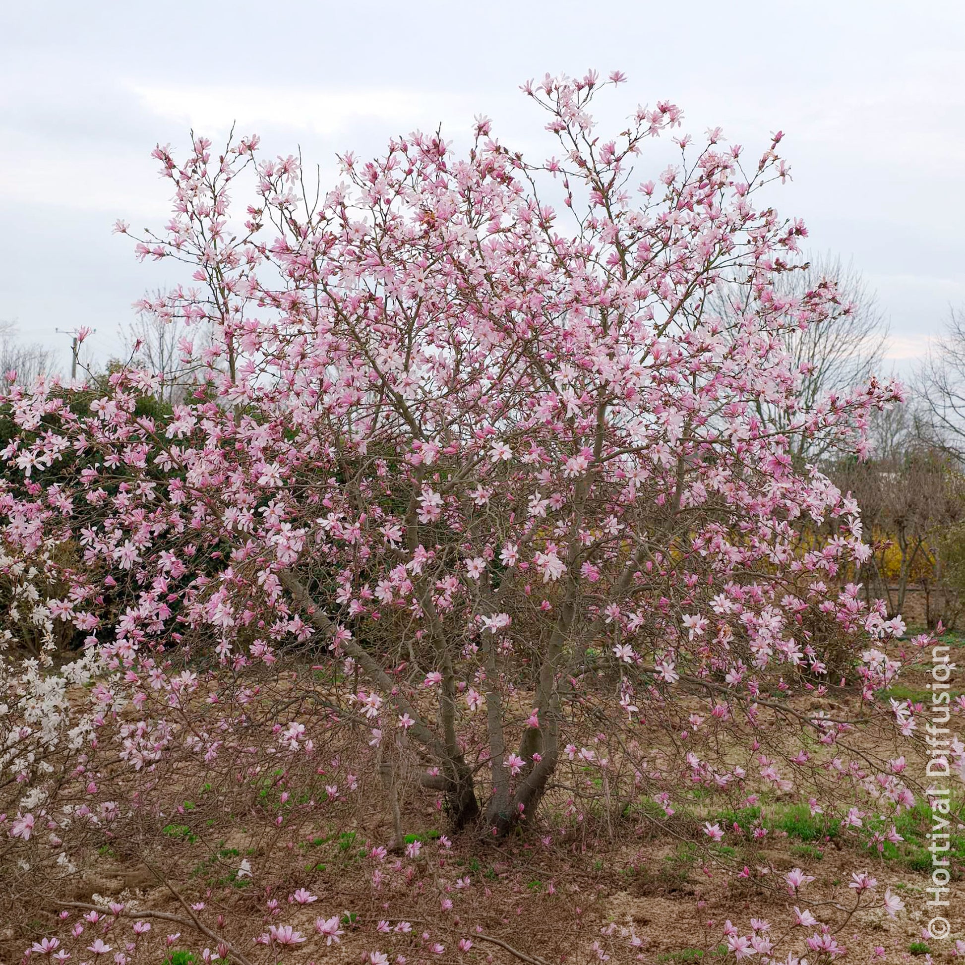 Vente Magnolia loebneri Leonard Messel - Magnolia Leonard Messel