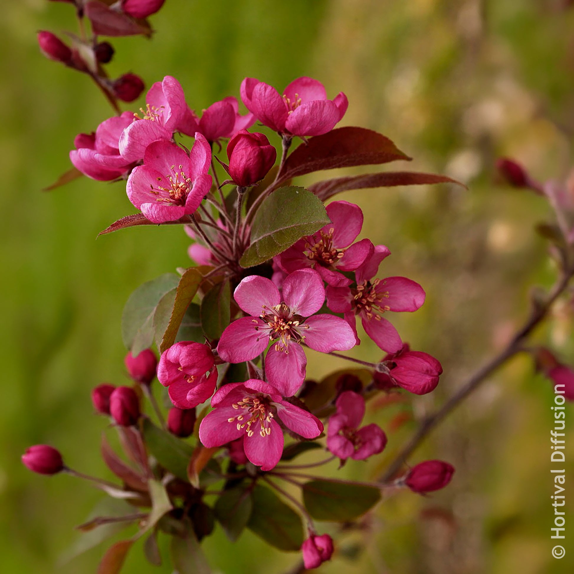 Vente Pommier d’ornement Coccinella