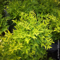 Vente Bambou sacré Magical Lemon Lime
