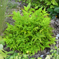 Bambou sacré Magical Lemon Lime - Plantes à feuillage persistant - Bakker
