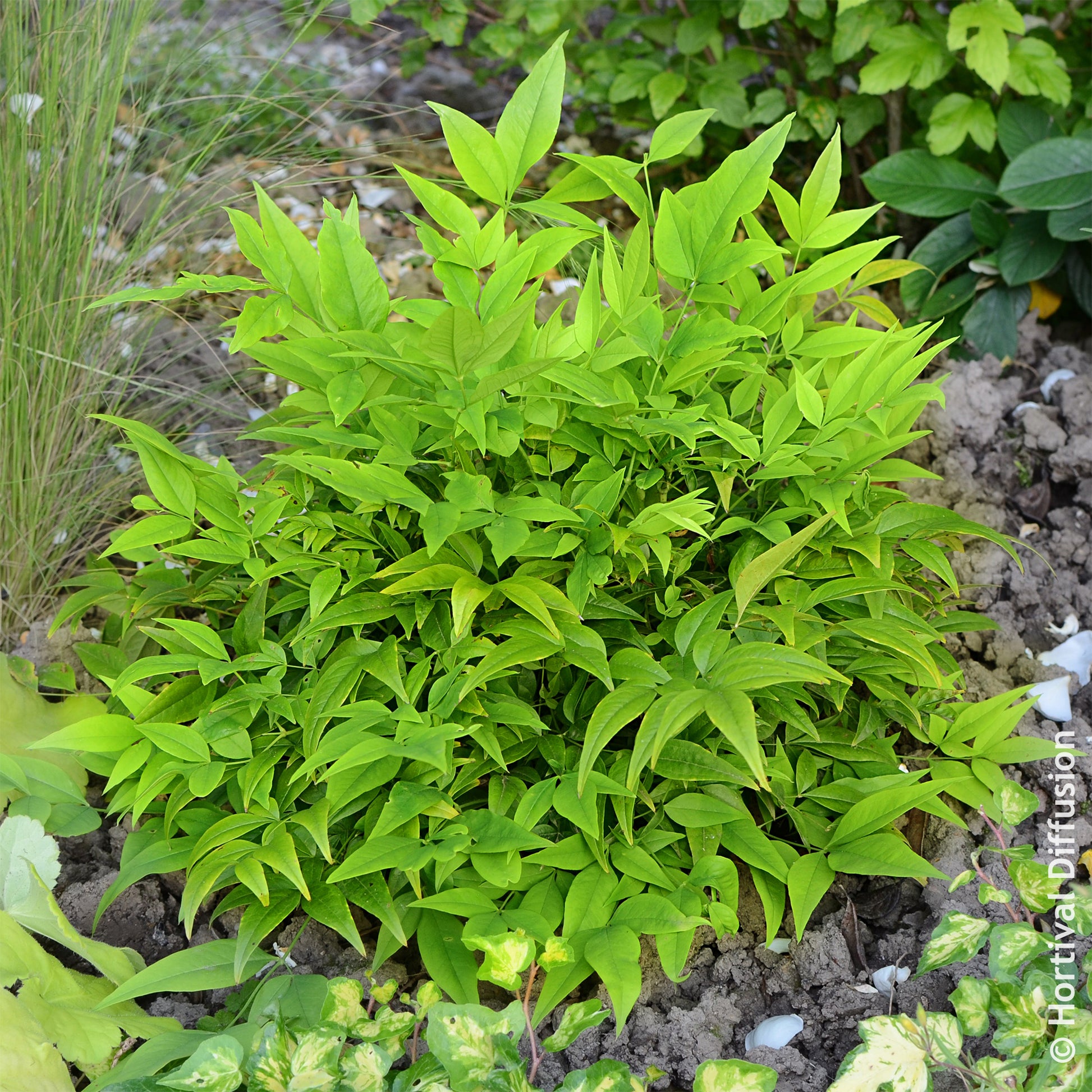 Bambou sacré Magical Lemon Lime - Plantes à feuillage persistant - Bakker