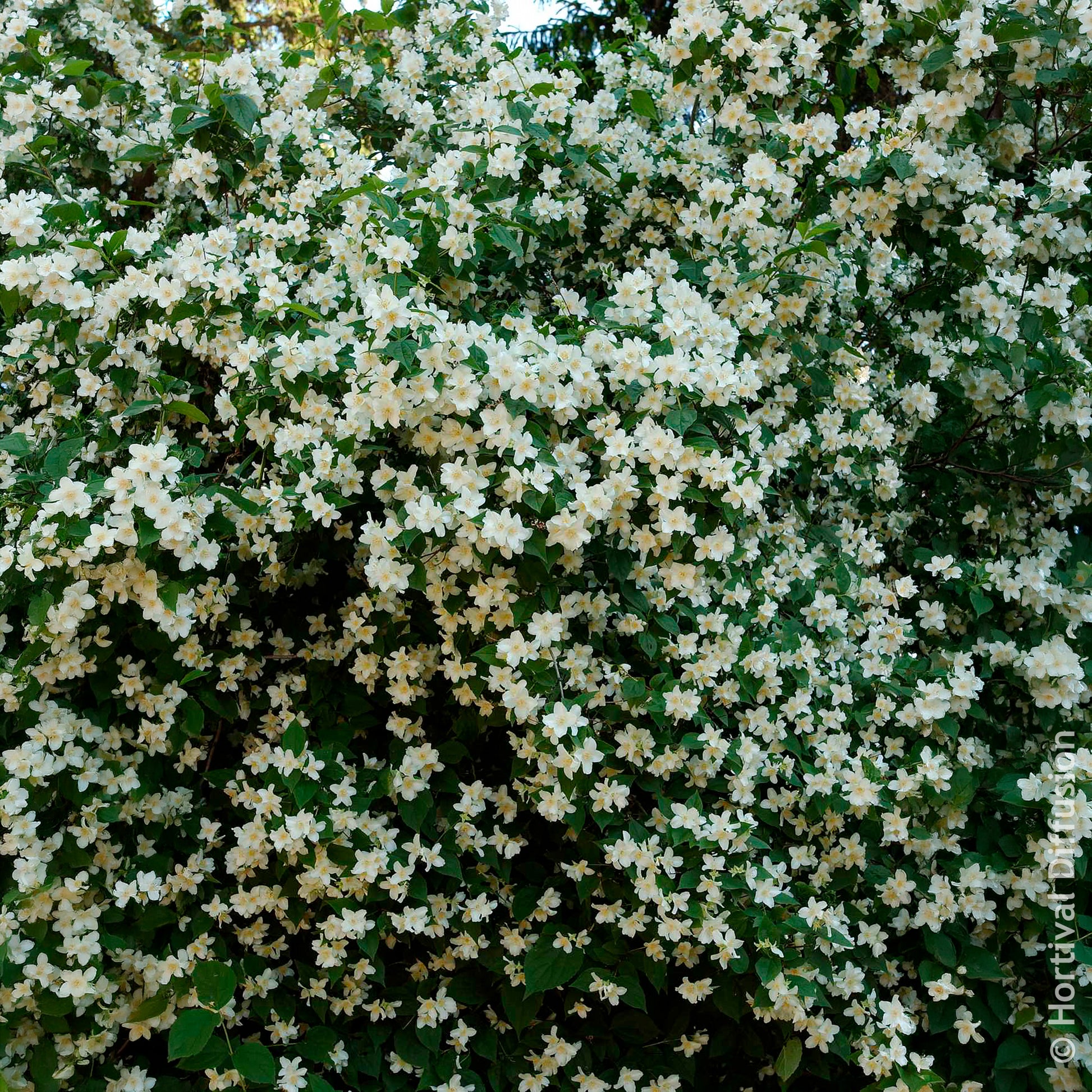 Vente Philadelphus coronarius - Seringat des jardins