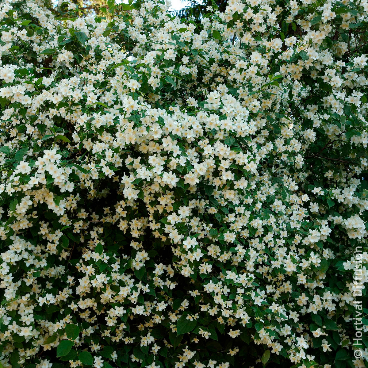 Vente Philadelphus coronarius - Seringat des jardins