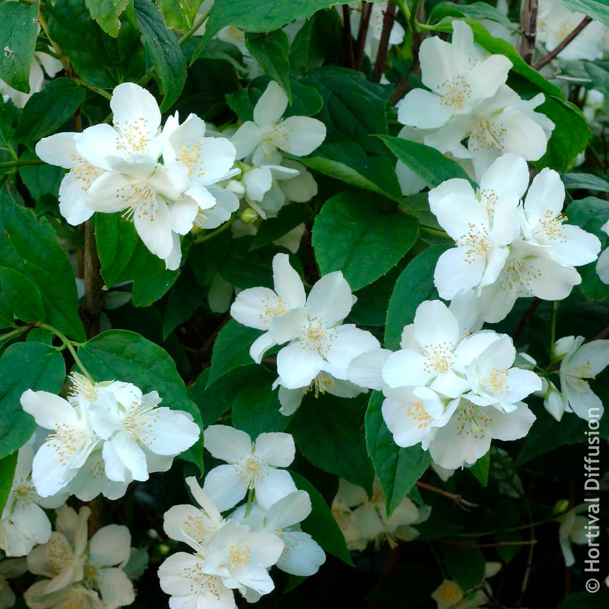 Vente Arbustes fleuris - Seringat des jardins