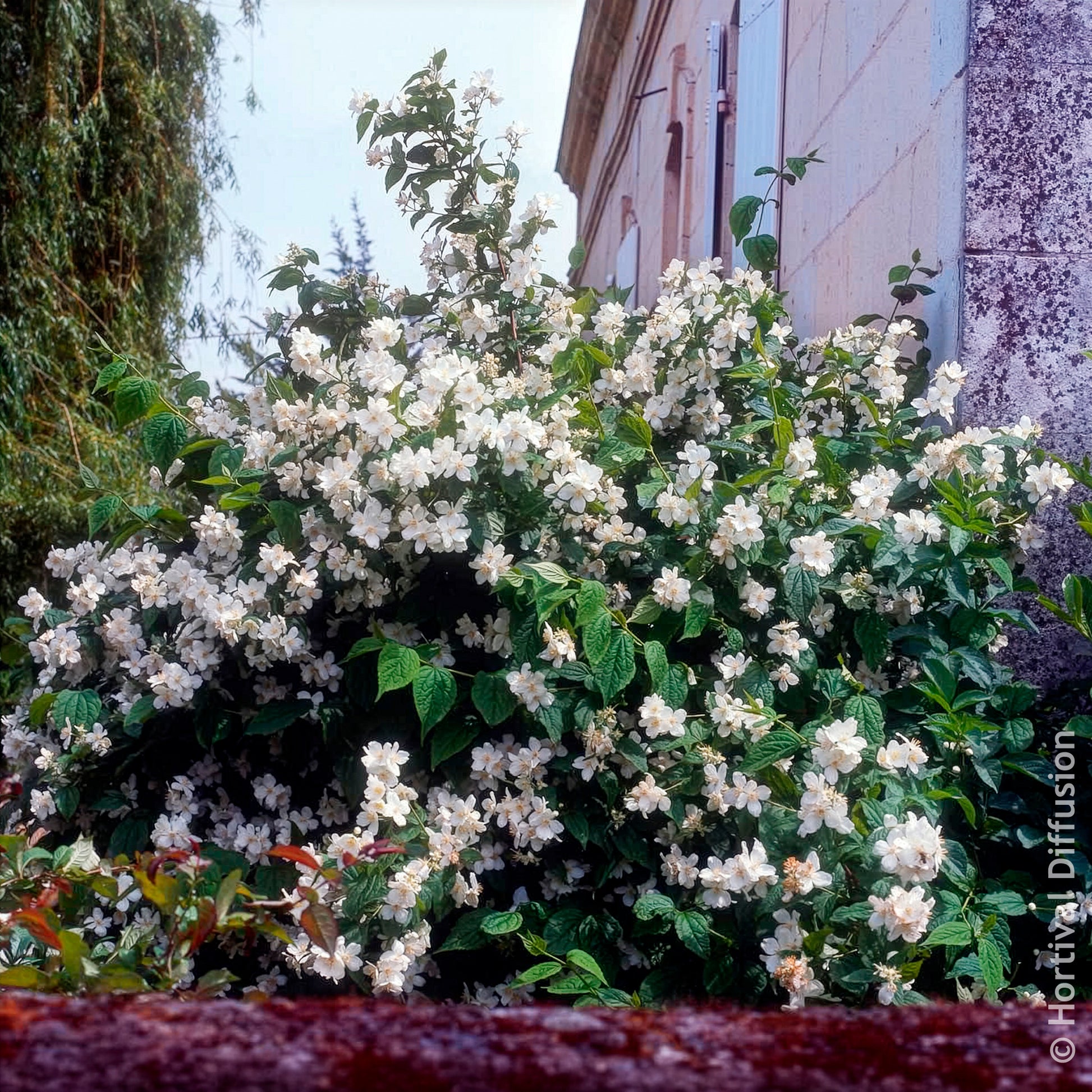 Vente Seringat des jardins - Arbustes fleuris