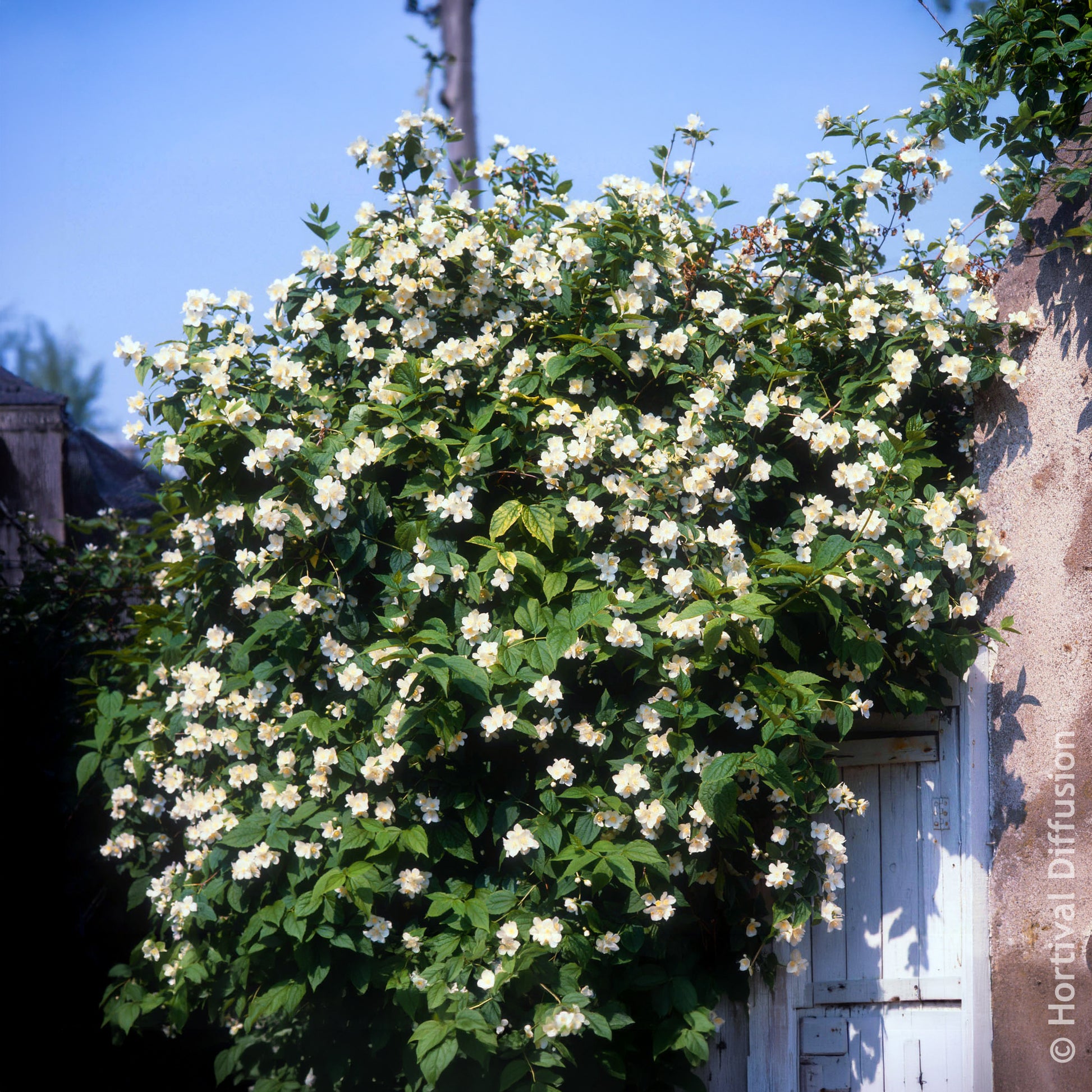 Seringat des jardins - Arbustes fleuris - Bakker