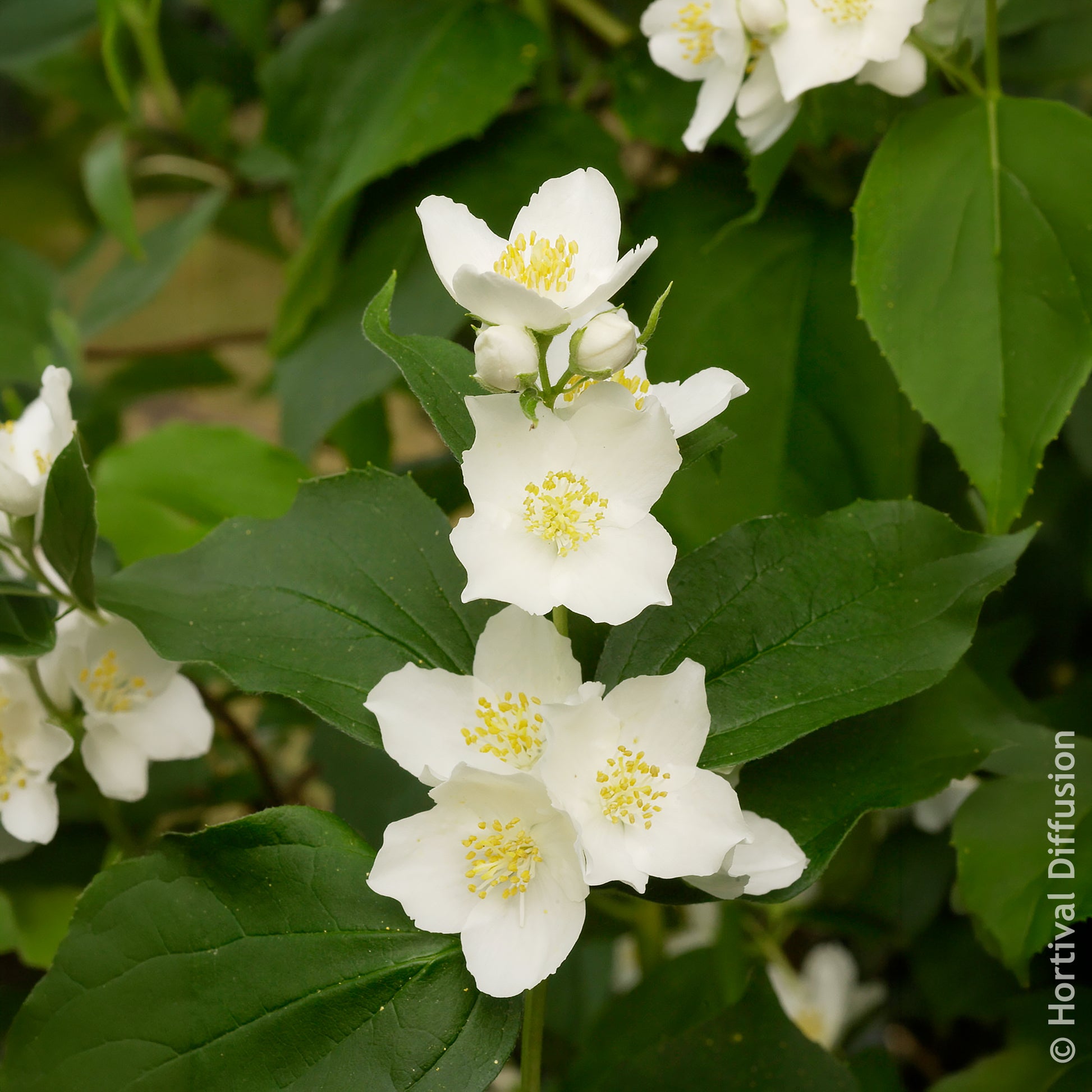 Vente Seringat des jardins
