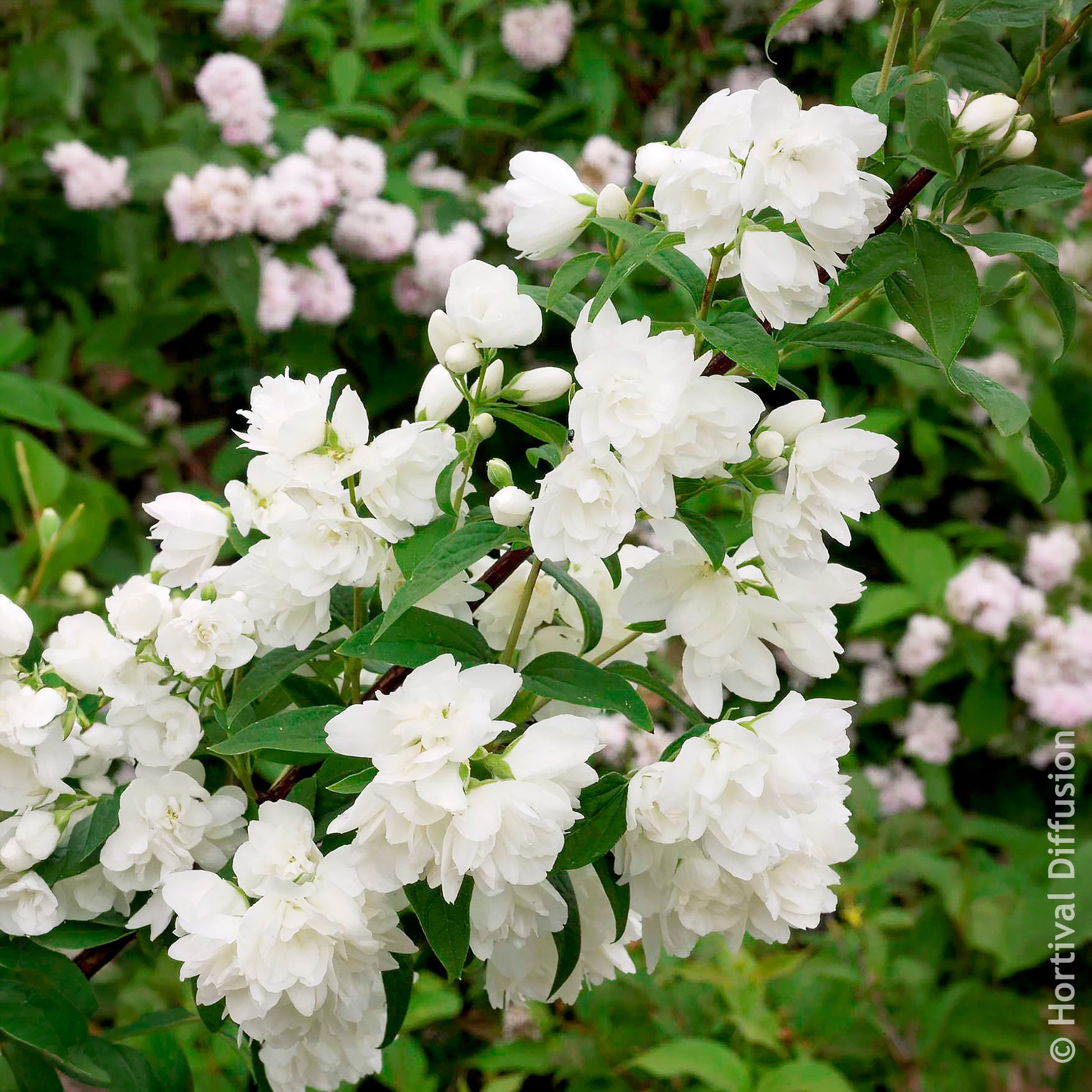 Philadelphus Snowbelle - Seringat Snowbelle - Arbustes fleuris