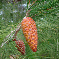 Pin - Pin d’Alep - Pinus halepensis