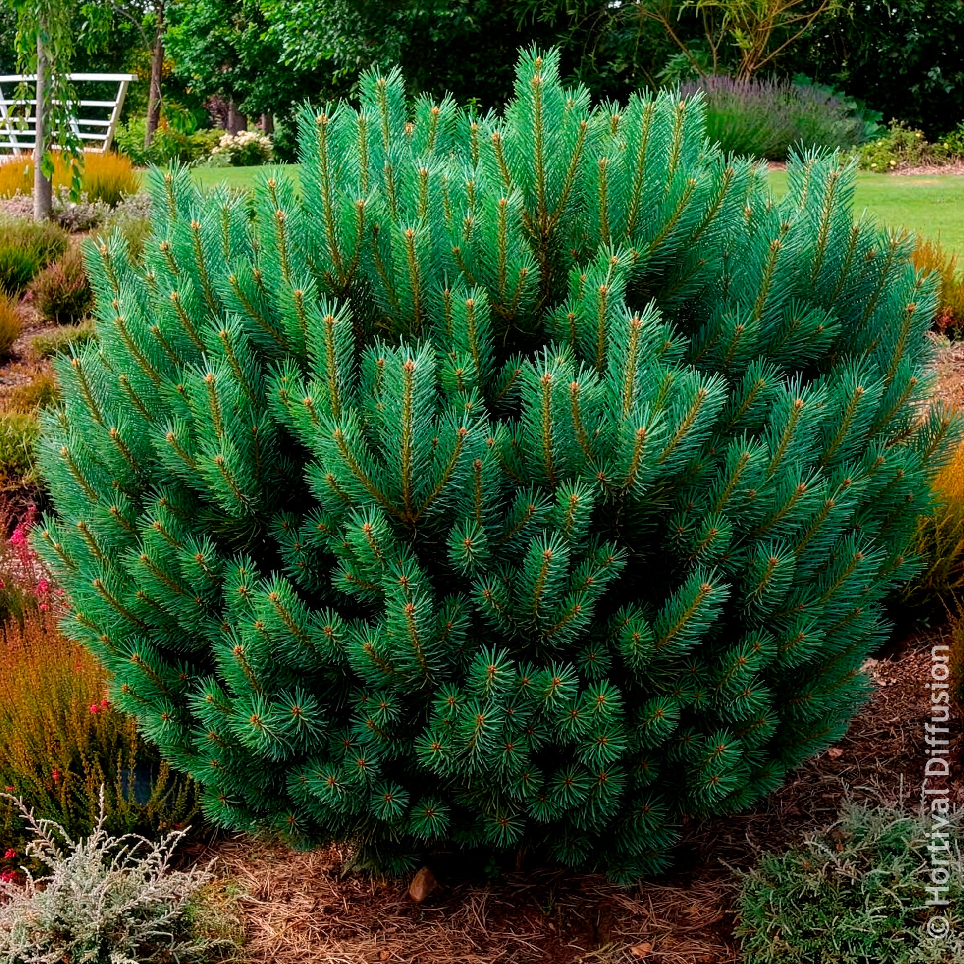 Vente Pin sylvestre Watereri