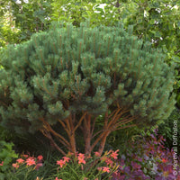 Pin - Pin sylvestre Watereri - Pinus sylvestris Watereri