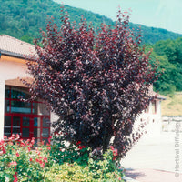 Arbres fleuris - Prunier à fleurs - Prunus cerasifera Atropurpurea