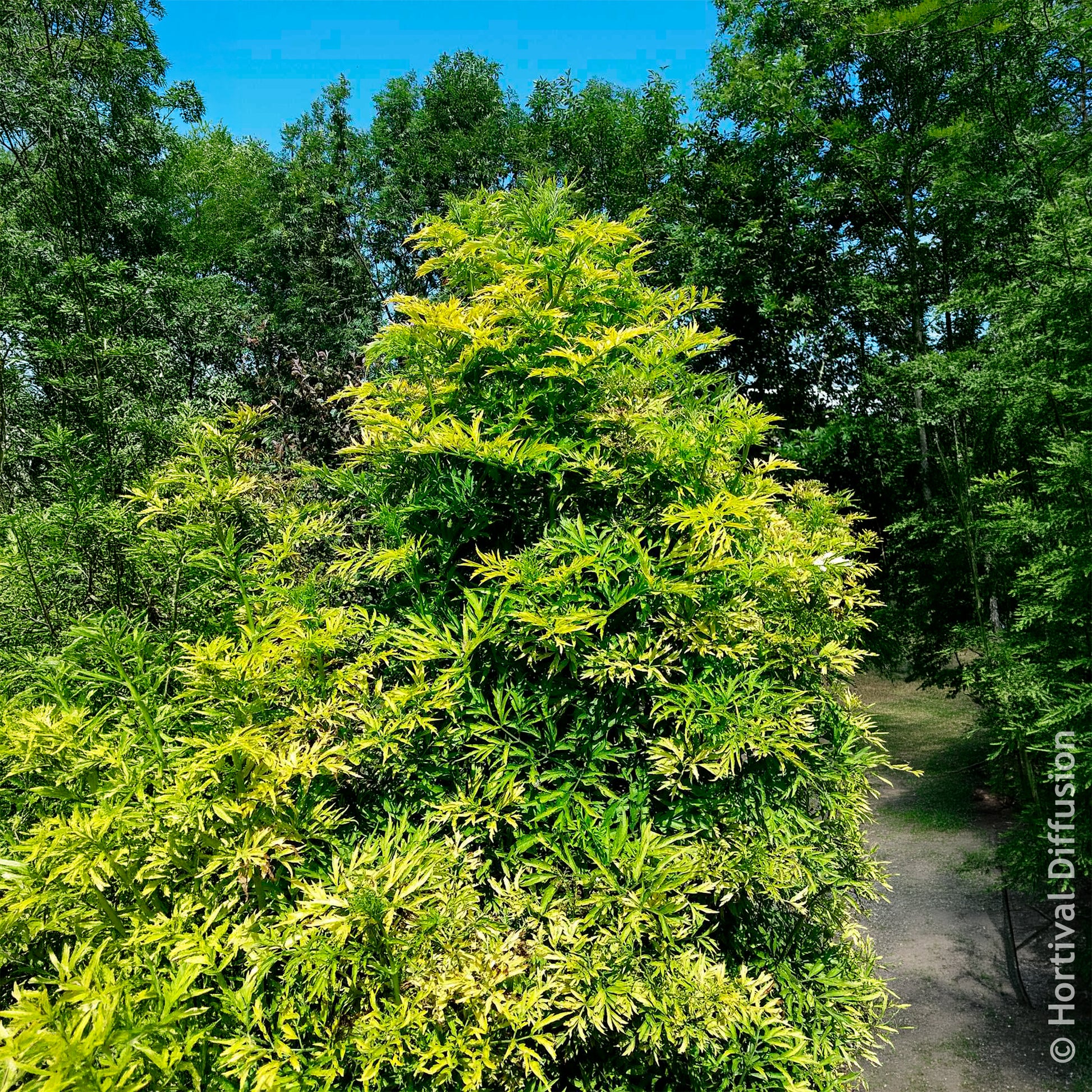 Arbustes - Sureau noir Golden Tower - Sambucus nigra Golden Tower