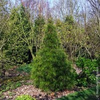 Vente Pin parasol du Japon - Sciadopitys verticillata