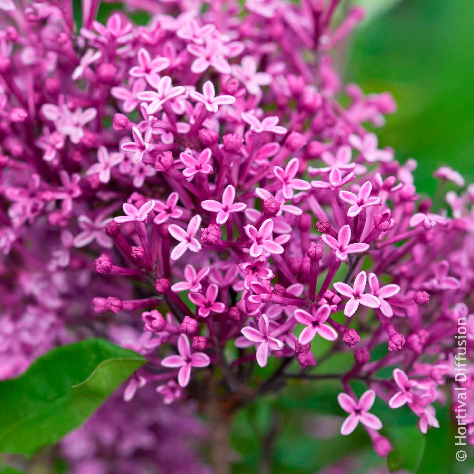 Lilas Bloomerang Dark Purple - Syringa Bloomerang Dark Purple - Bakker