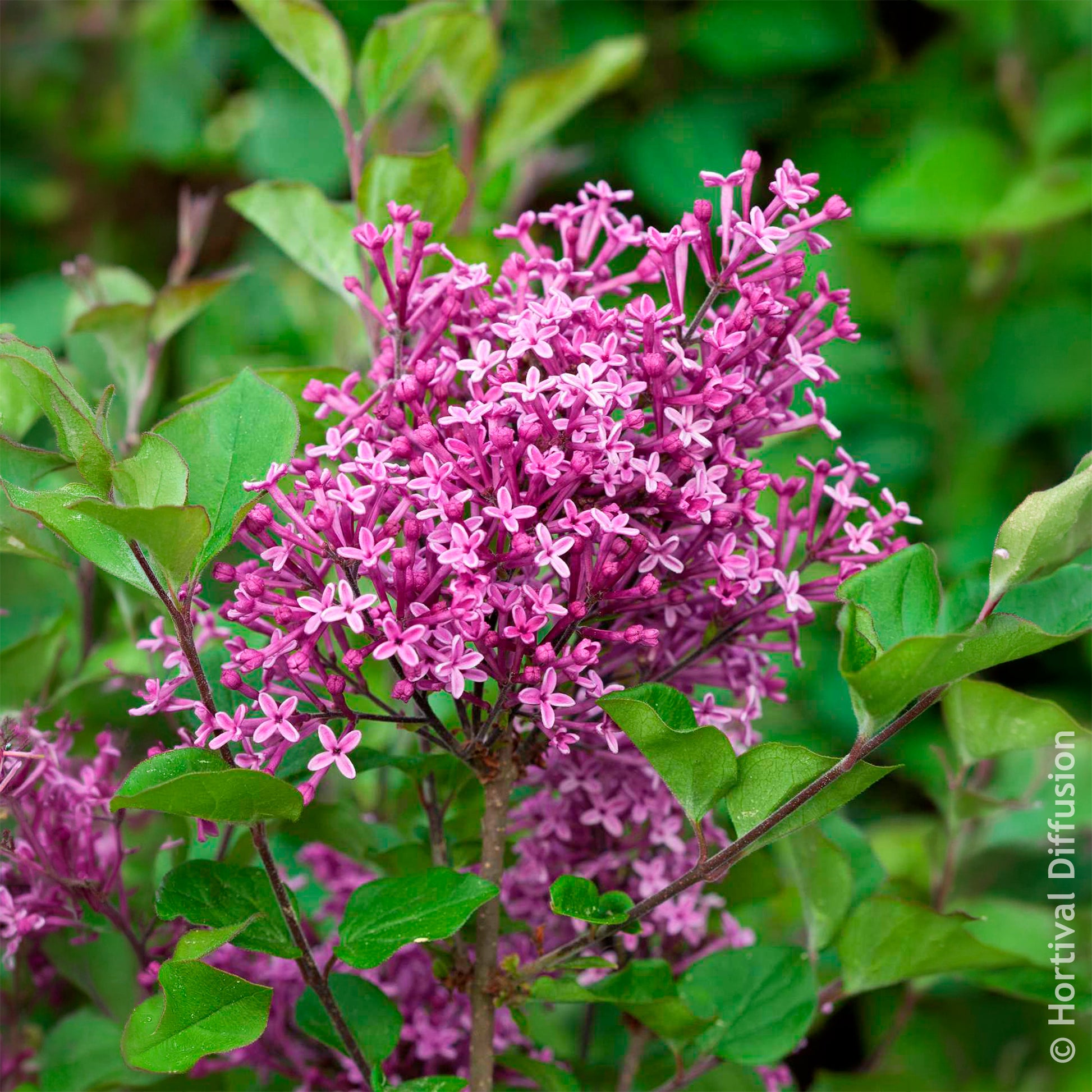 Lilas Bloomerang Dark Purple - Bakker