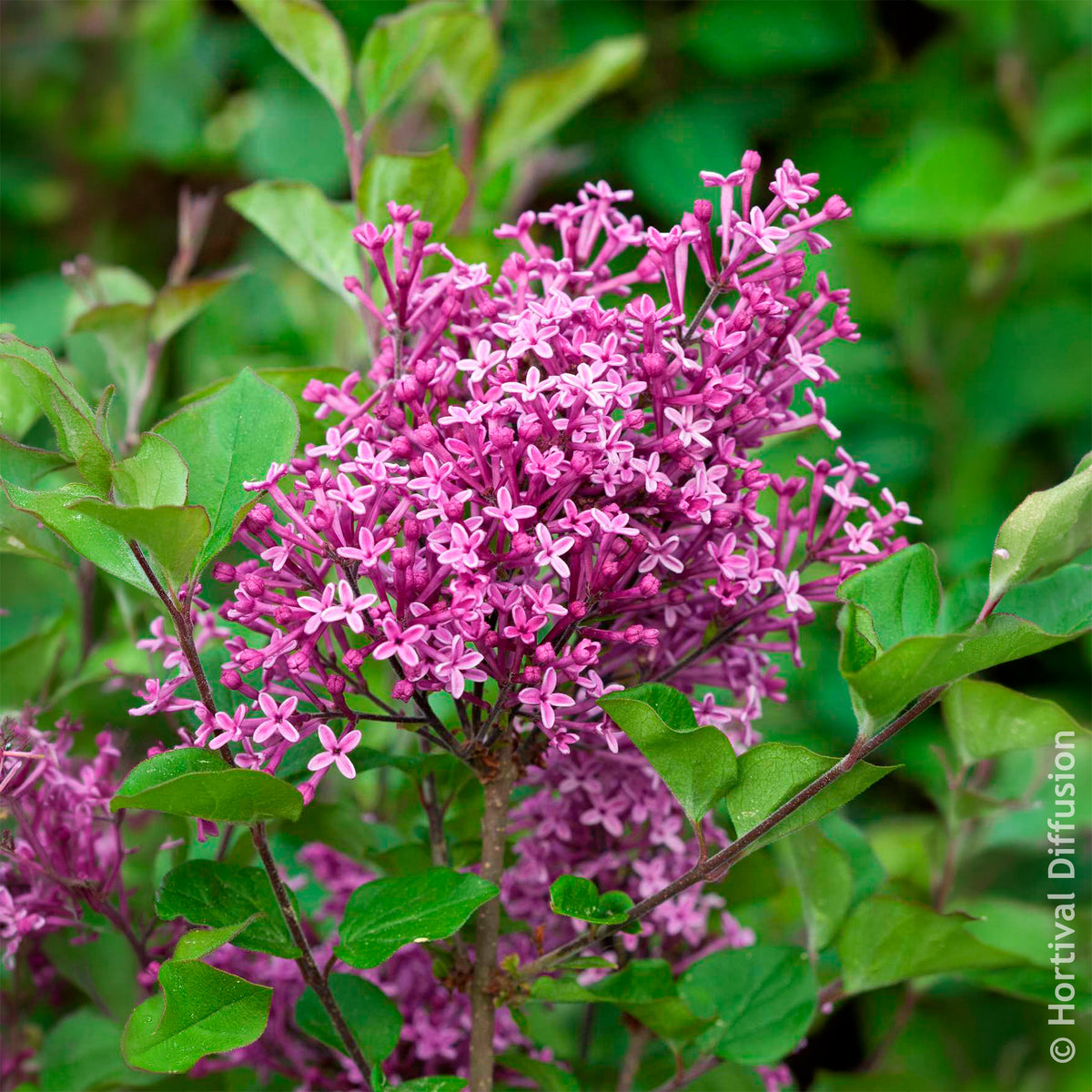 Vente Lilas nain  'Dark Purple'