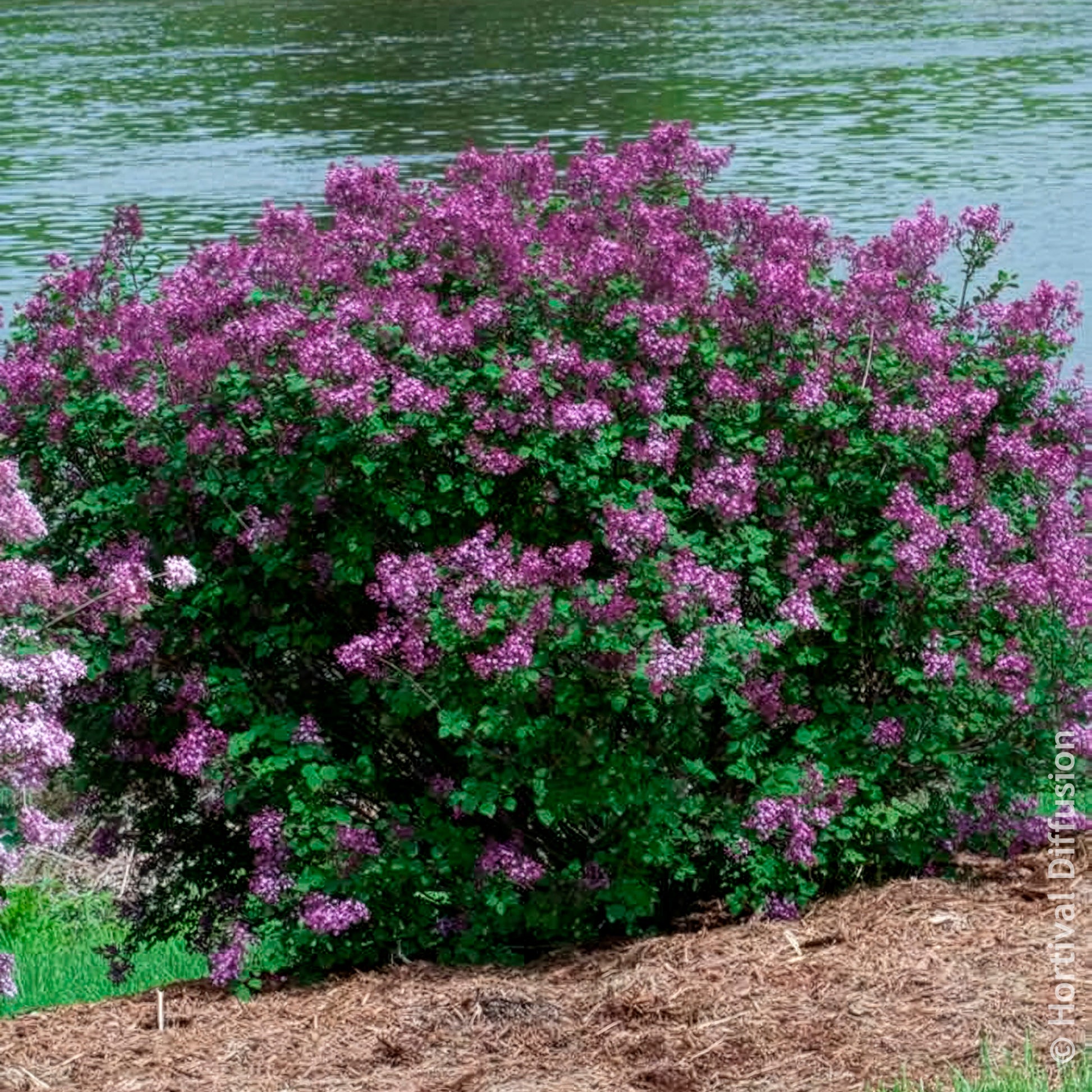 Syringa Bloomerang Dark Purple - Lilas Bloomerang Dark Purple - Lilas