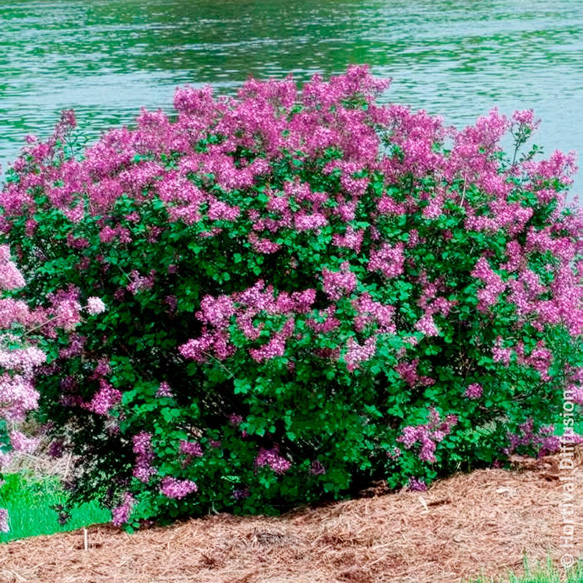 Vente Lilas nain  'Dark Purple' - Syringa pubescens microphylla Bloomerang Dark Purple
