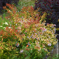 Vente Abélia à grandes fleurs Caramel Charm - Abelia grandiflora Caramel Charm