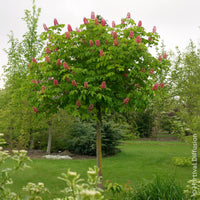 Marronnier rouge Briotii - Aesculus carnea Briotii - Bakker