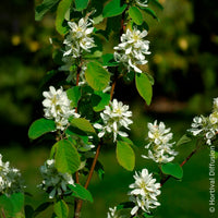 Amelanchier alnifolia Smokey - Amélanchier à feuilles d’aulne Smokey - Arbustes fleuris
