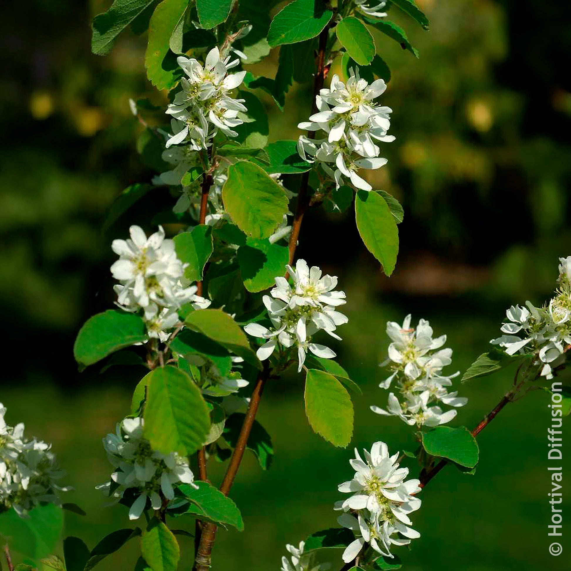 Amelanchier alnifolia Smokey - Amélanchier à feuilles d’aulne Smokey - Arbustes fleuris