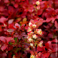 Épine-vinette Admiration - Berberis thunbergii Admiration - Bakker