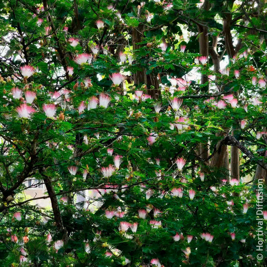 Calliandra de Surinam - Bakker