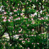 Calliandra de Surinam