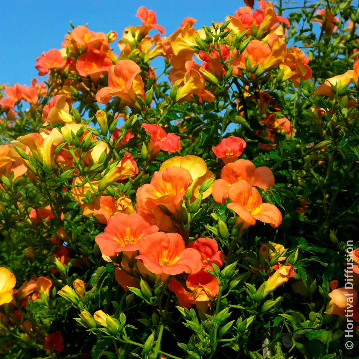 Campsis grandiflora - Bignone à grandes fleurs - Campsis - Bignone