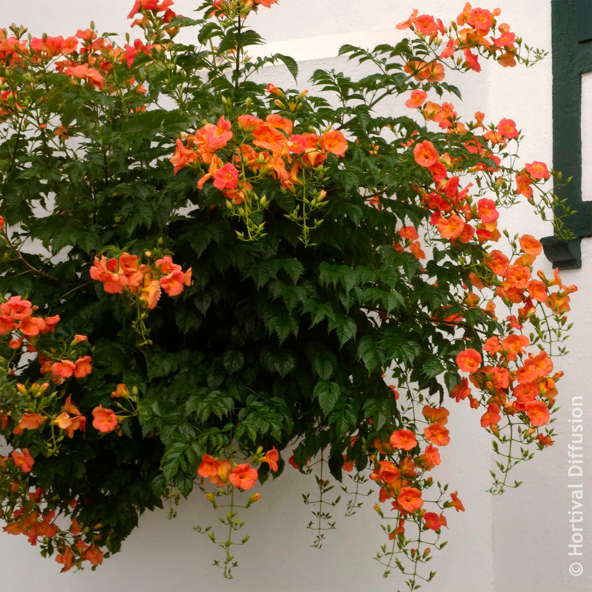 Bignone à grandes fleurs - Bakker