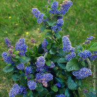Céanothe Trewithen Blue - Bakker