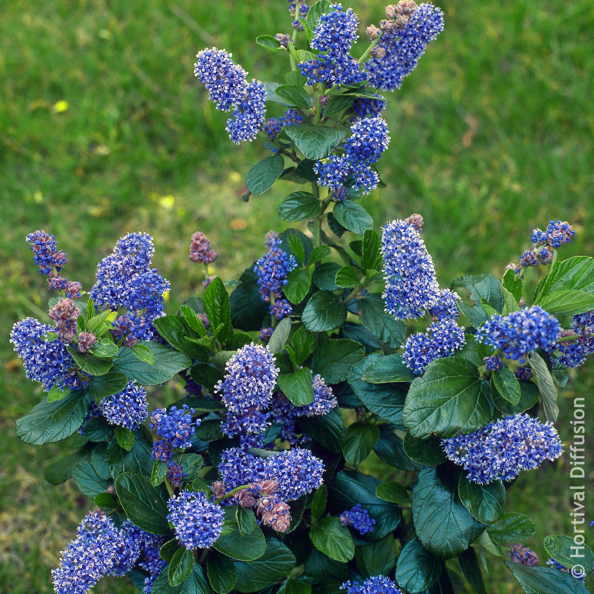 Céanothe Trewithen Blue - Bakker