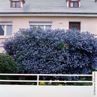 Céanothe Trewithen Blue - Ceanothus arboreus Trewithen Blue - Bakker