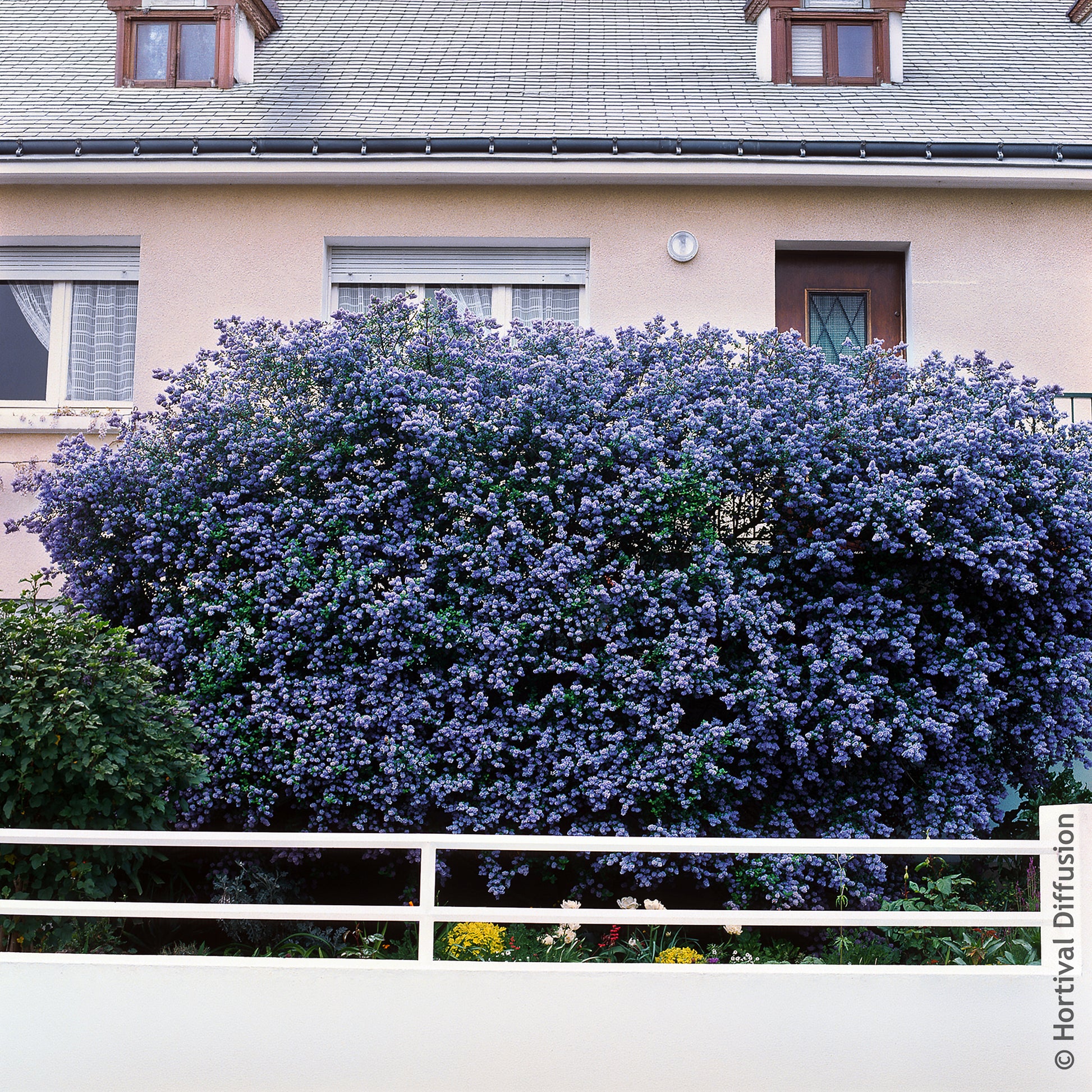 Céanothe Trewithen Blue - Ceanothus arboreus Trewithen Blue - Bakker