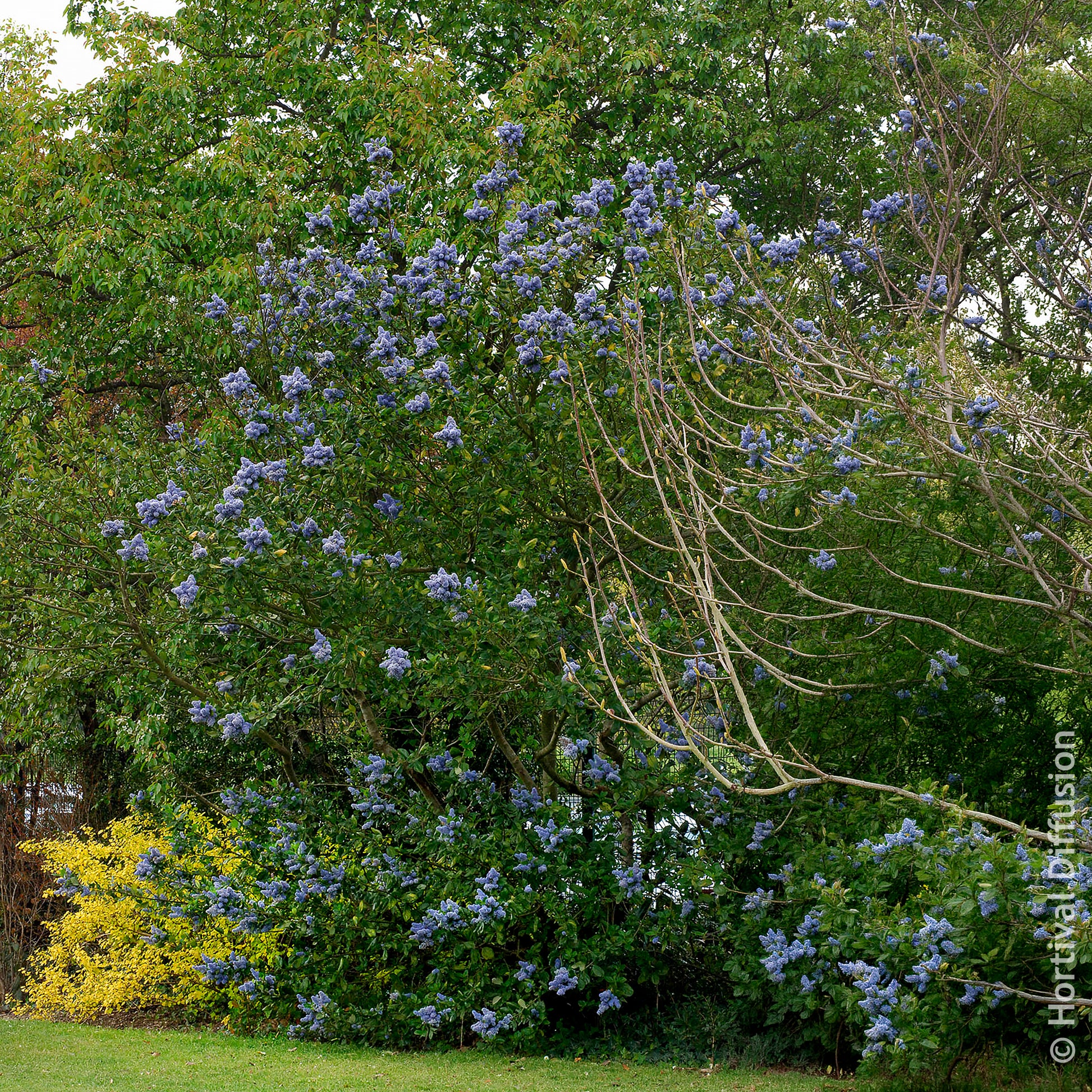 Ceanothus arboreus Trewithen Blue - Céanothe Trewithen Blue - Céanothe