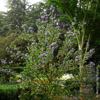 Céanothe - Céanothe Trewithen Blue - Ceanothus arboreus Trewithen Blue