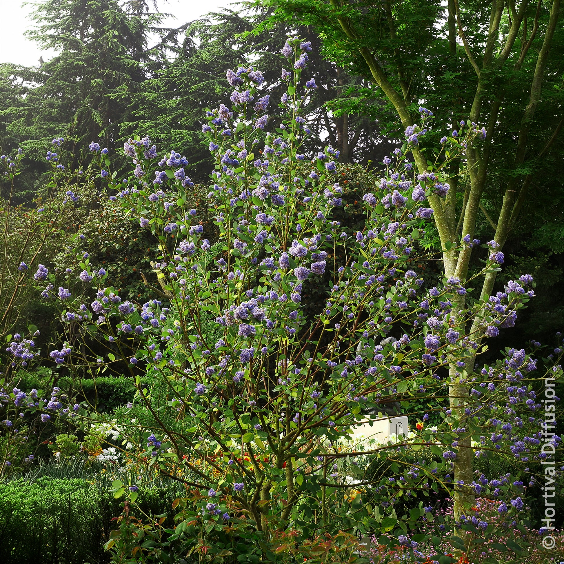 Céanothe - Céanothe Trewithen Blue - Ceanothus arboreus Trewithen Blue