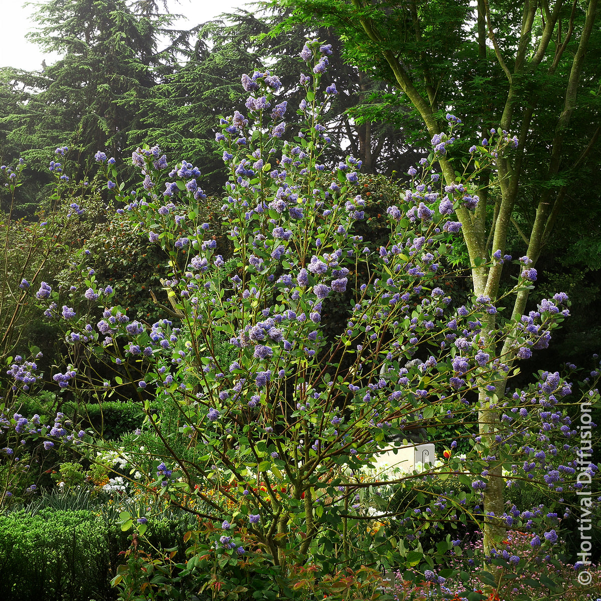 Céanothe - Céanothe Trewithen Blue - Ceanothus arboreus Trewithen Blue