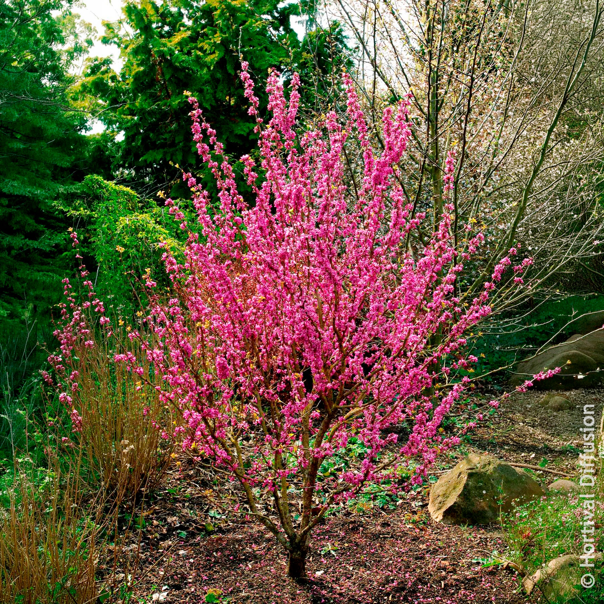 Cercis chinensis Avondale Pot - Arbre de Judée de Chine Avondale - Arbres