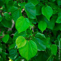 Arbre de Judée de Chine Avondale - Cercis chinensis Avondale Pot - Bakker