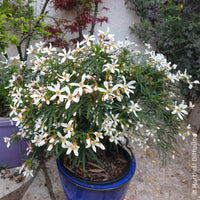 Choisya dewitteana Little Bee - Oranger du Mexique Little Bee - Oranger du Mexique