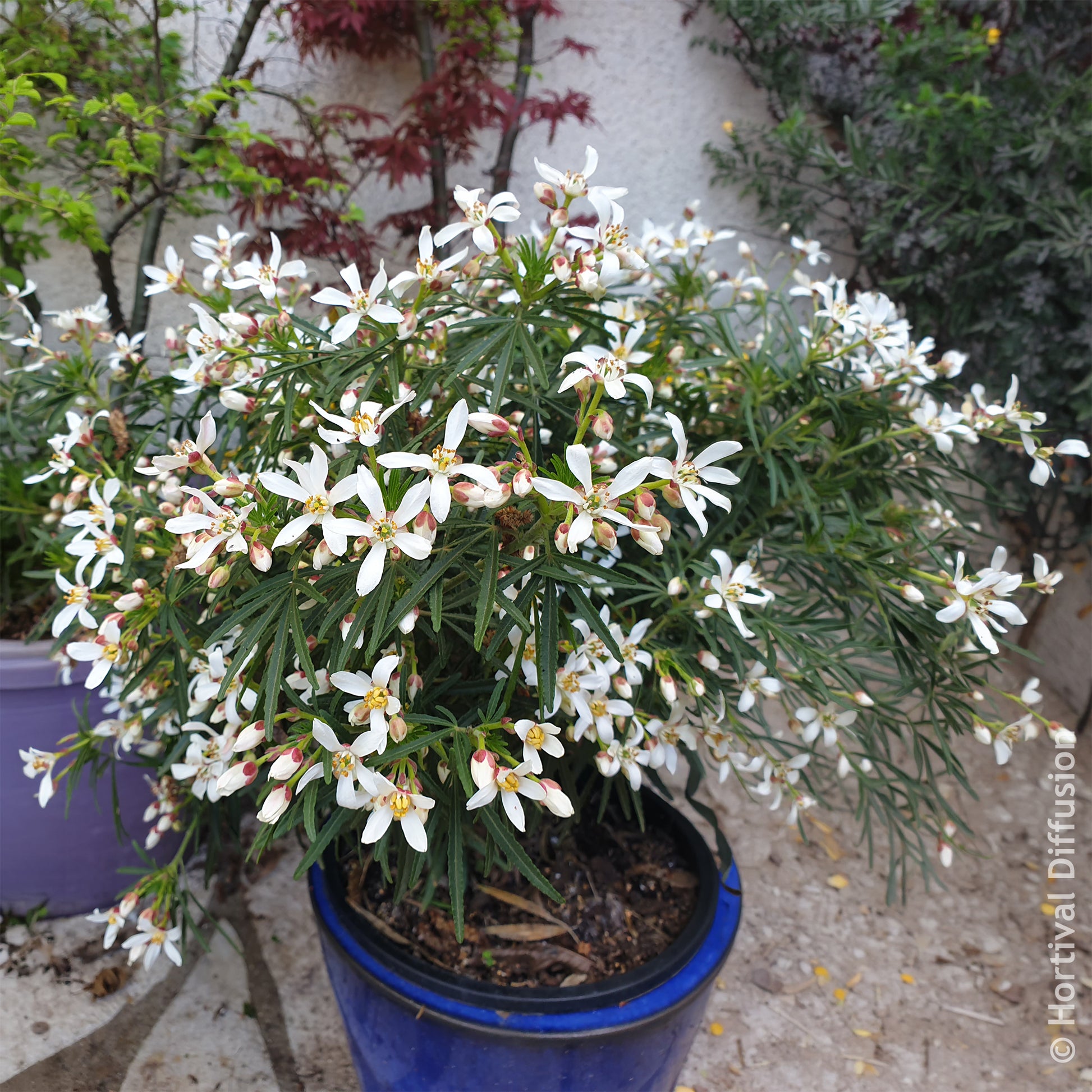 Choisya dewitteana Little Bee - Oranger du Mexique Little Bee - Oranger du Mexique