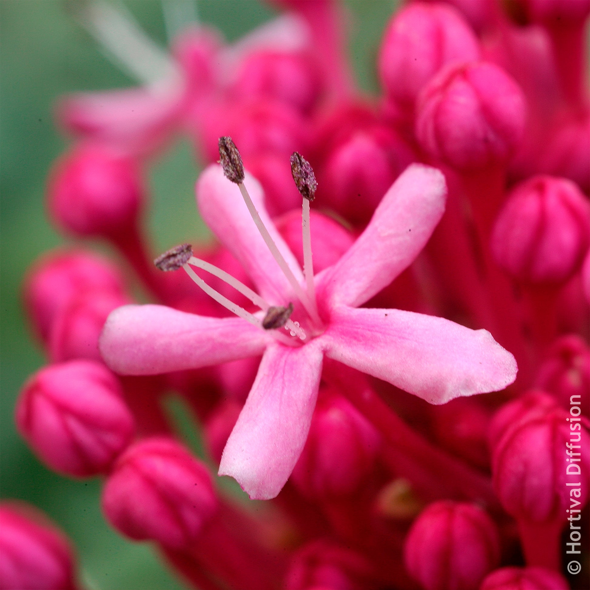 Clérodendron de Bunge - Clerodendrum bungei - Bakker